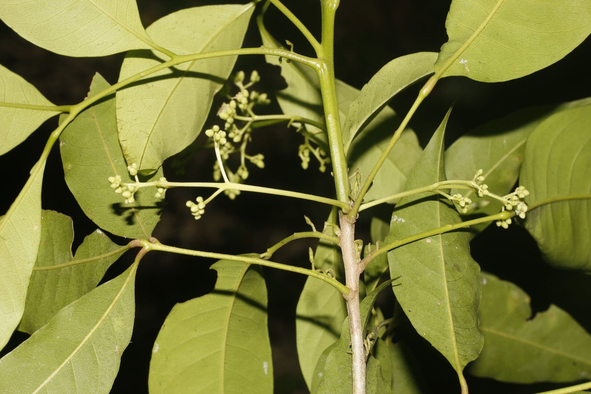 Trichilia 5