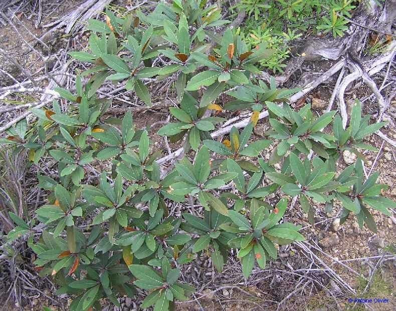 Acridocarpus 13