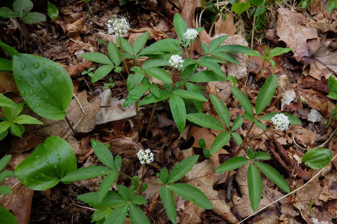 Panax trifolius 5