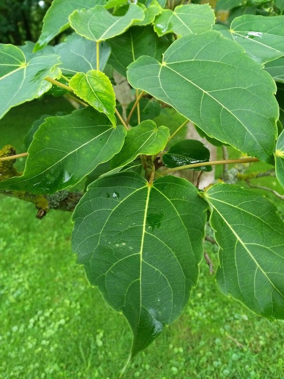Idesie-Baum 19