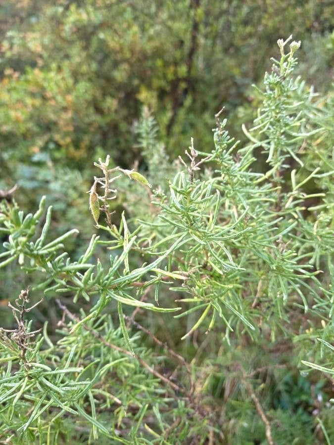 Ononide tridentata 18
