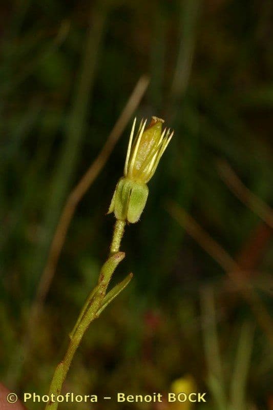Sassifraga hirculus
