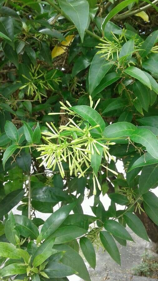 Cestrum nocturno 6
