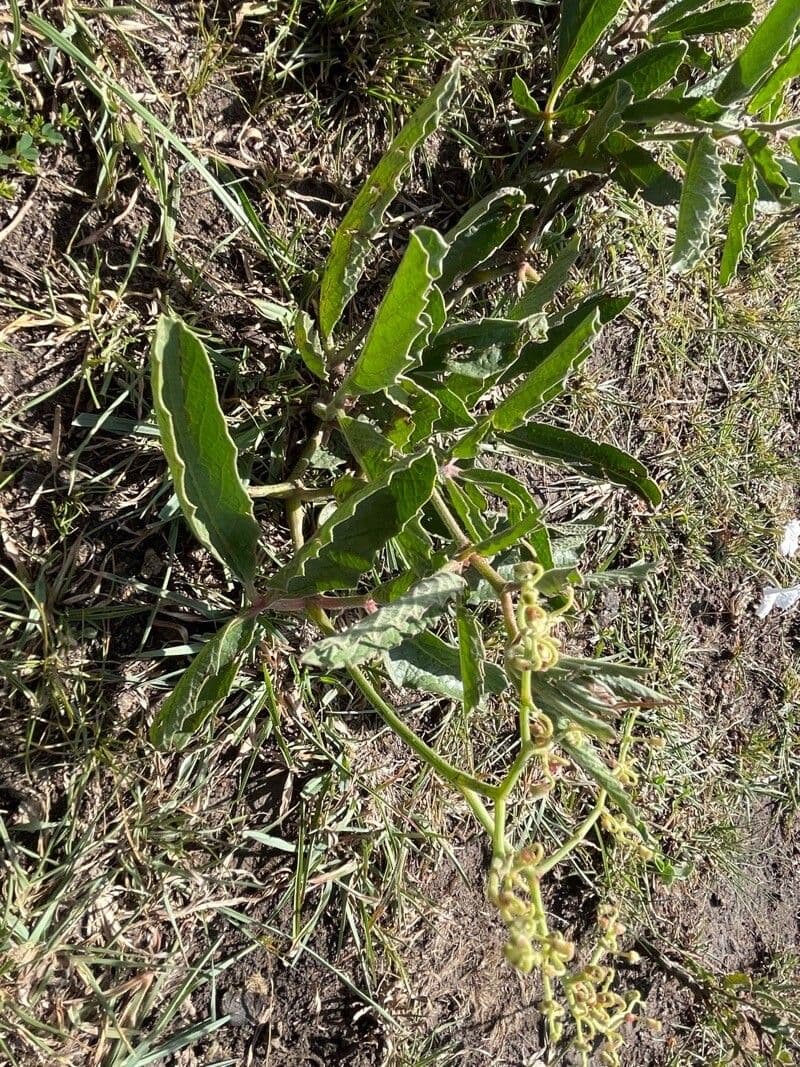 Cyphostemma 18