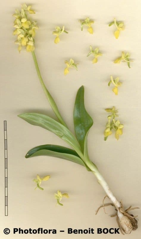 Orchide pallida 18