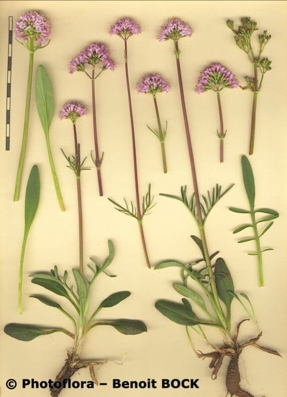 Valeriana tuberosa 29