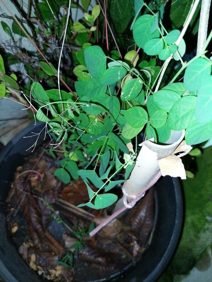 Clitoria 16
