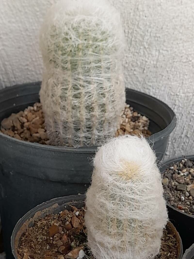 Espostoa 22