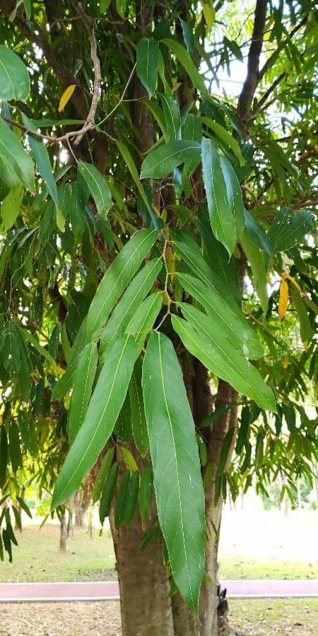 Hydnocarpus 5