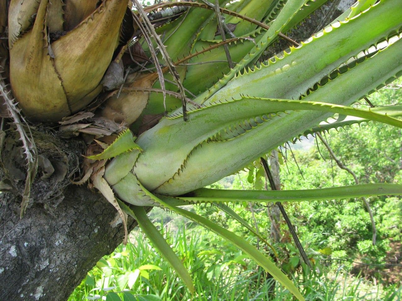 Aechmea 5