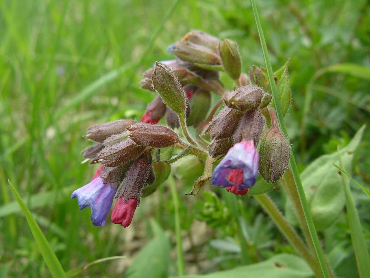 Polmonaria montana 27