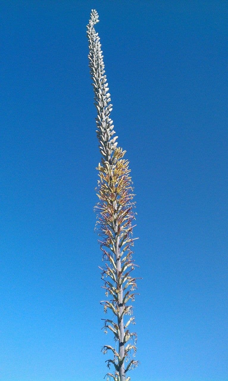 Agave lechuguilla 6
