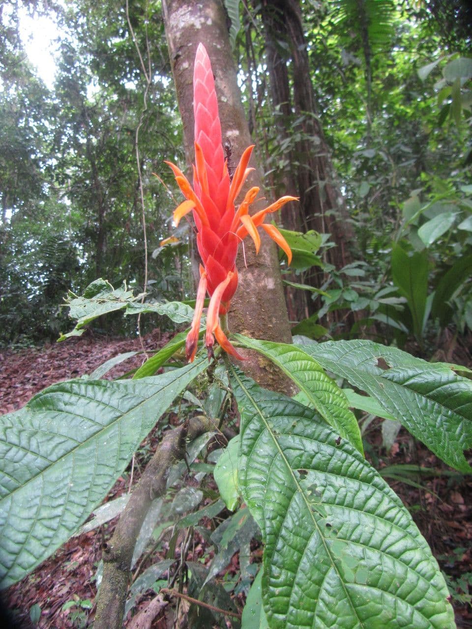 Aphelandra 5