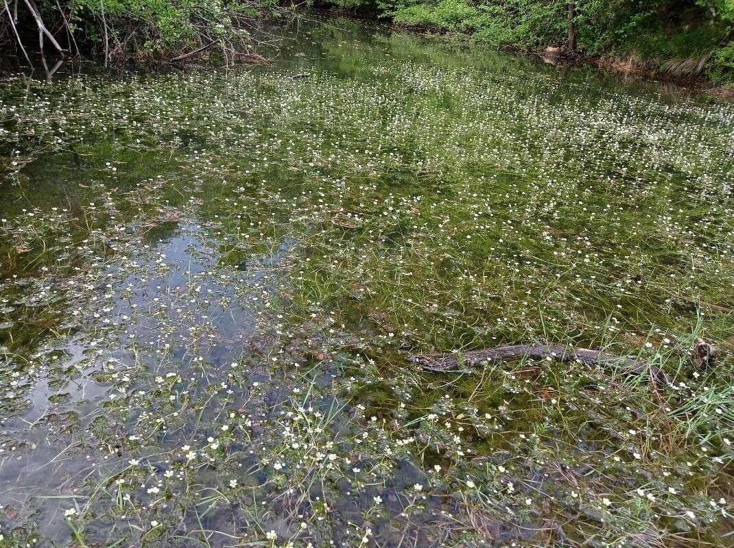 Ranuncolo acquatico 12
