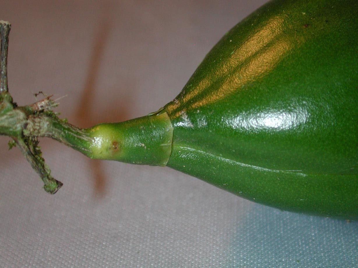 Anemopaegma 4