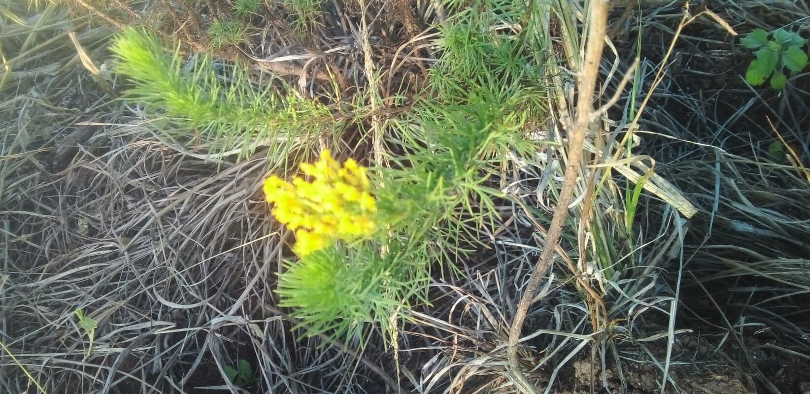 Phymaspermum 4