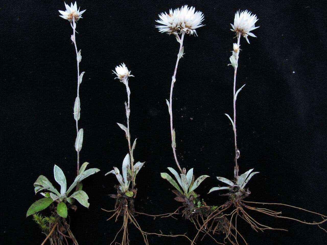 Anaphalioides 8