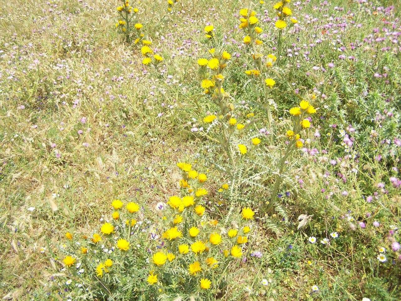 Cardo dorato 9