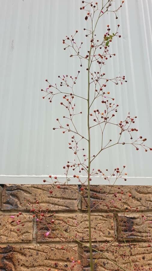 Talinum paniculatum 30