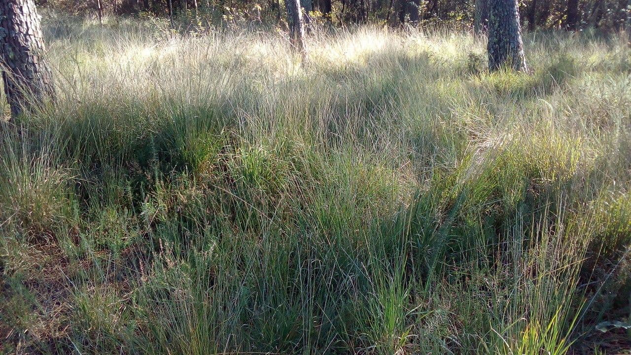 Molinia 12