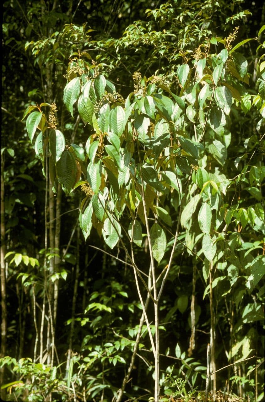 Miconia punteggiata 7