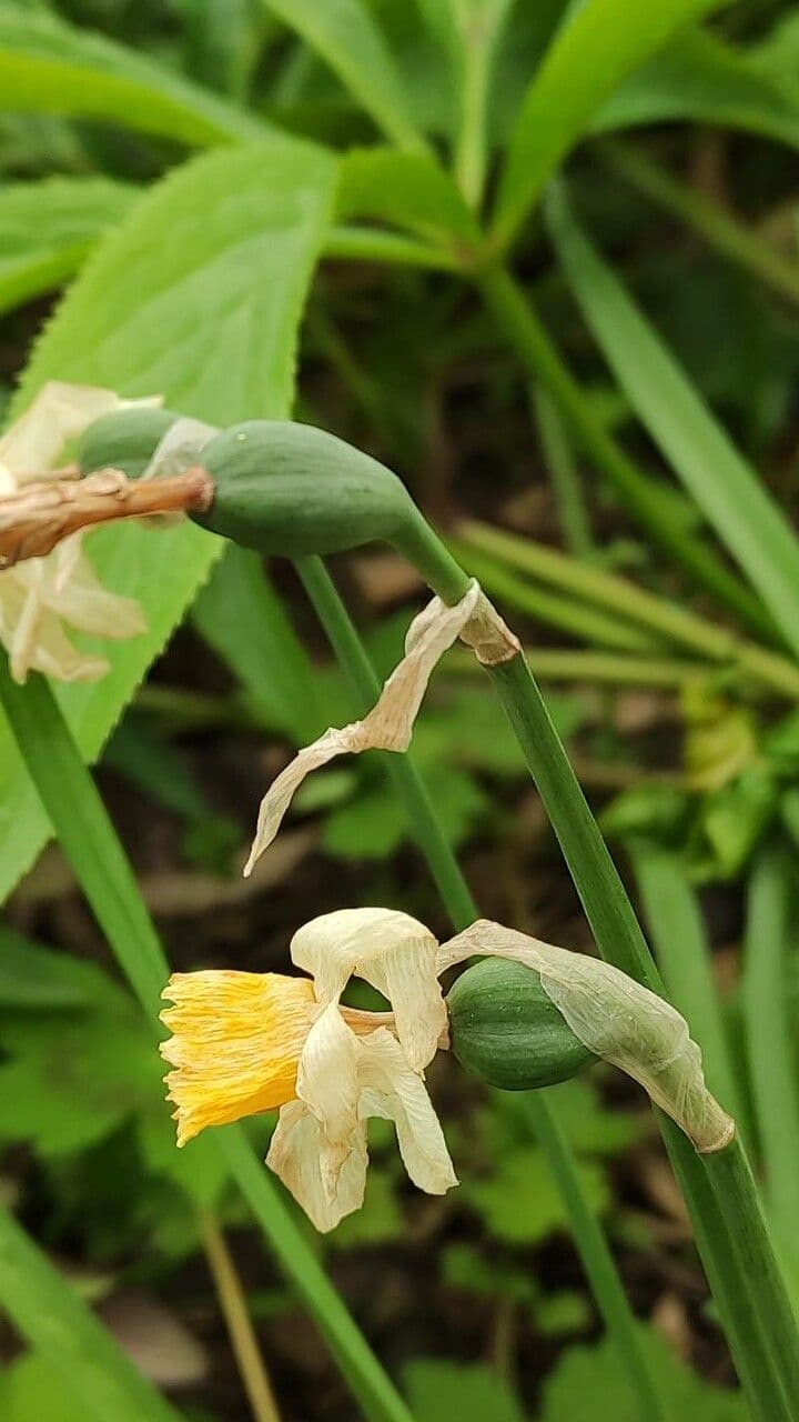 Narciso ciclamino