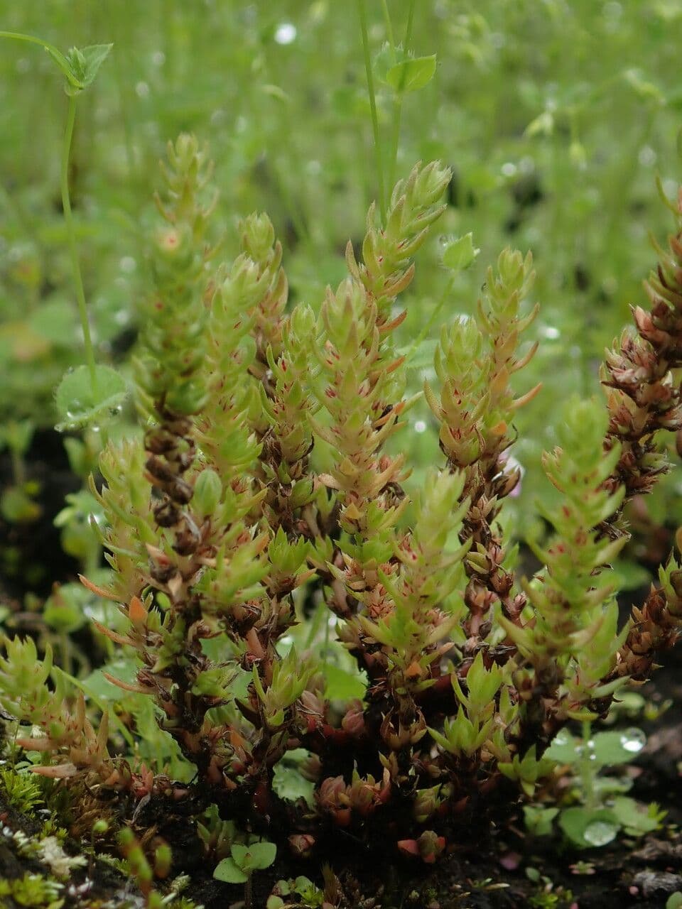 Crassula 5