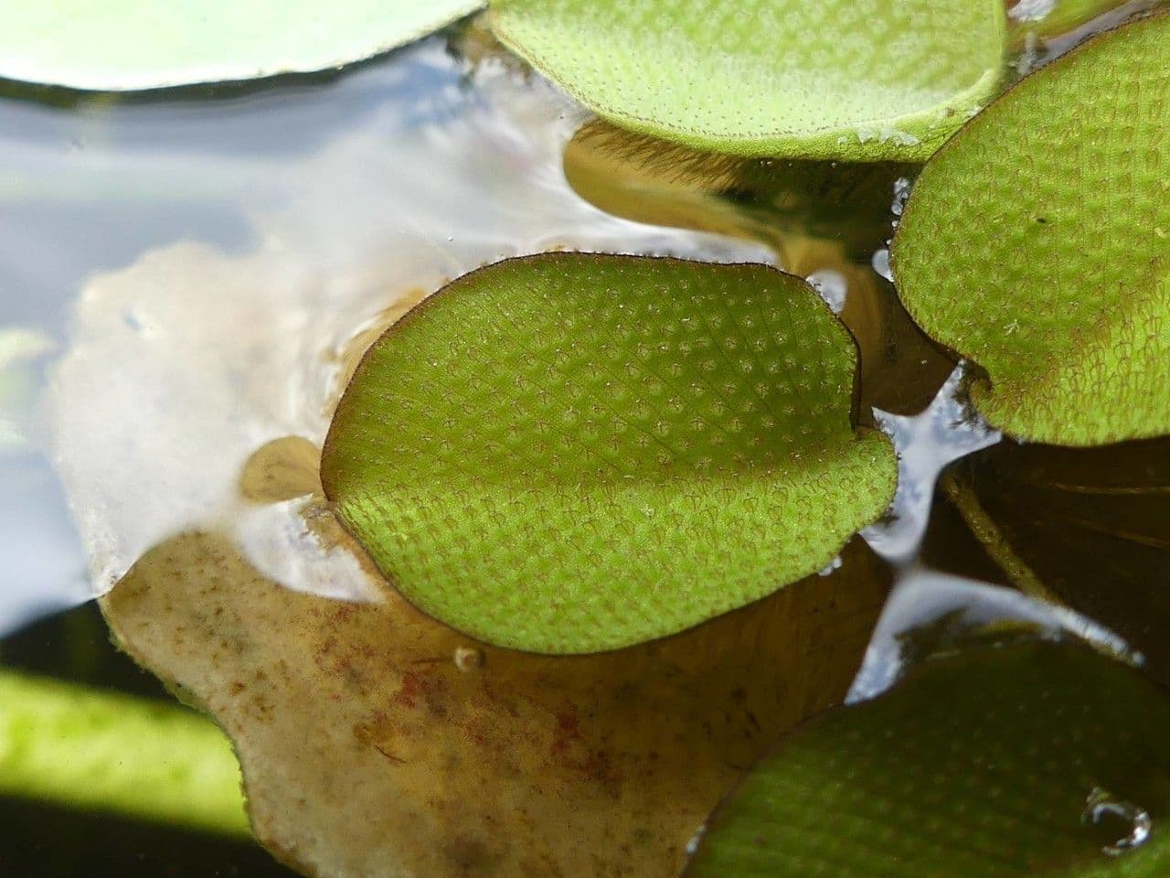 Salvinia minima 10