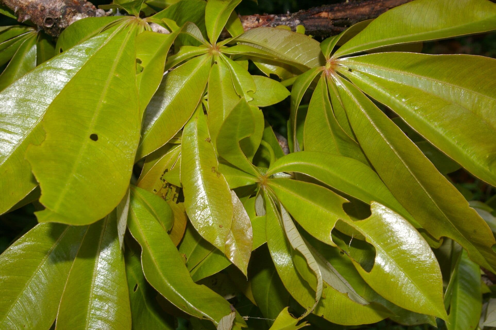 Spirotheca 17