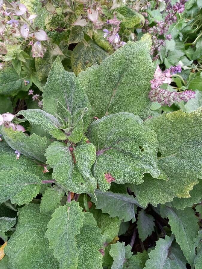 Šalvia muškátová 17