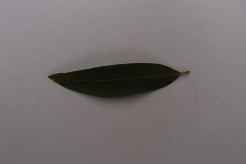 Schmalblättrige Olive 23