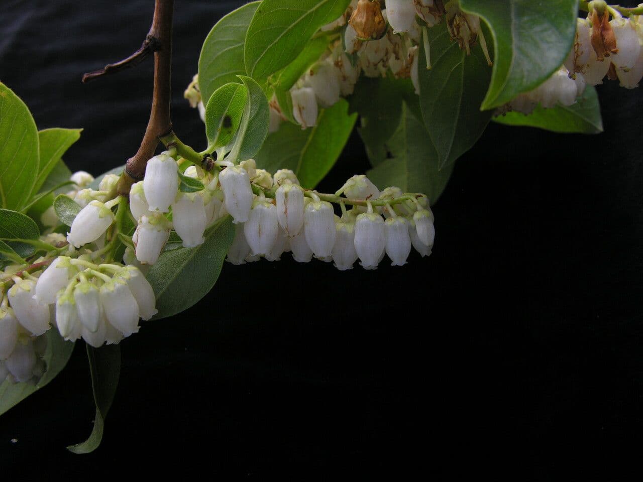 Lyonia 6