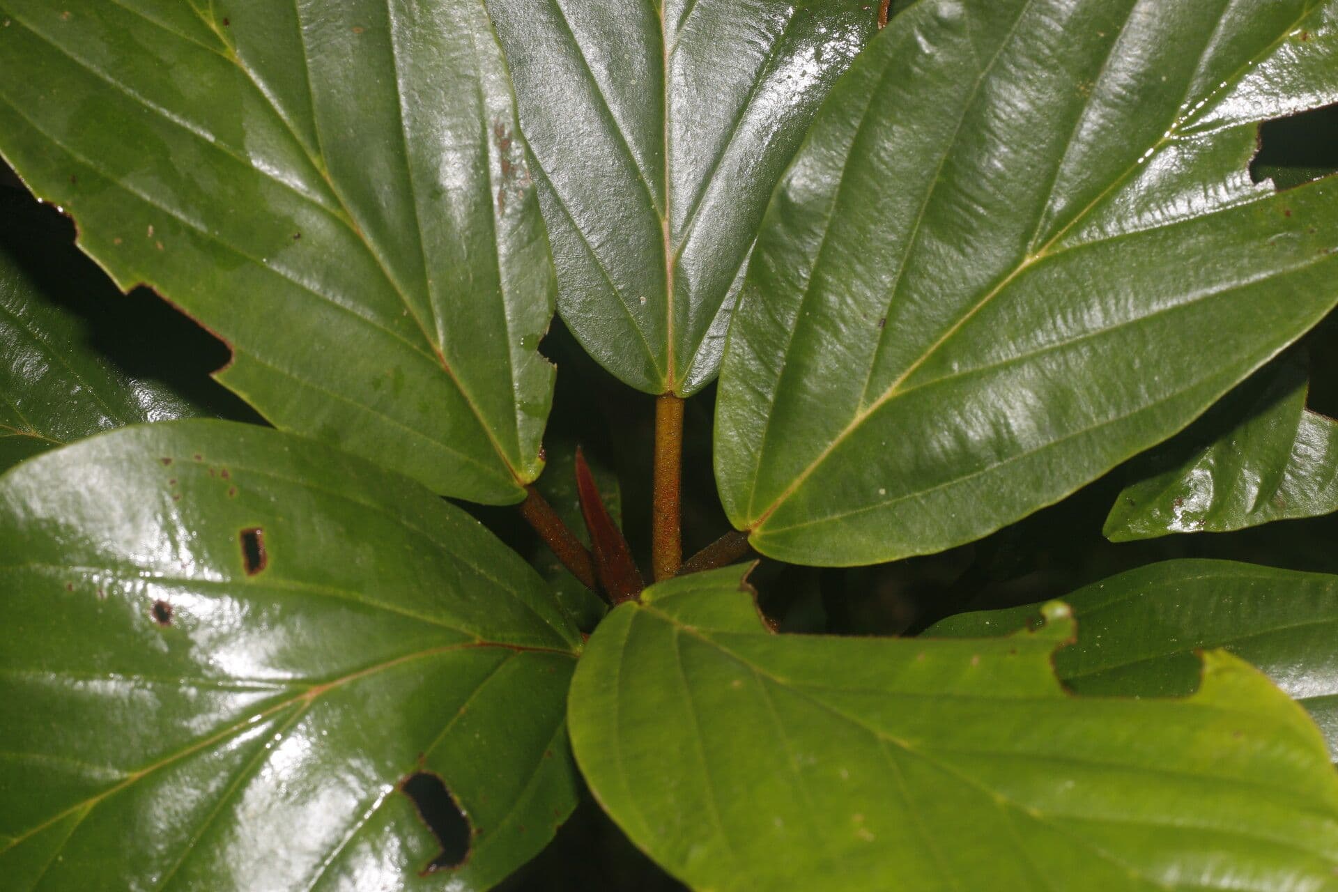 Coussapoa 2