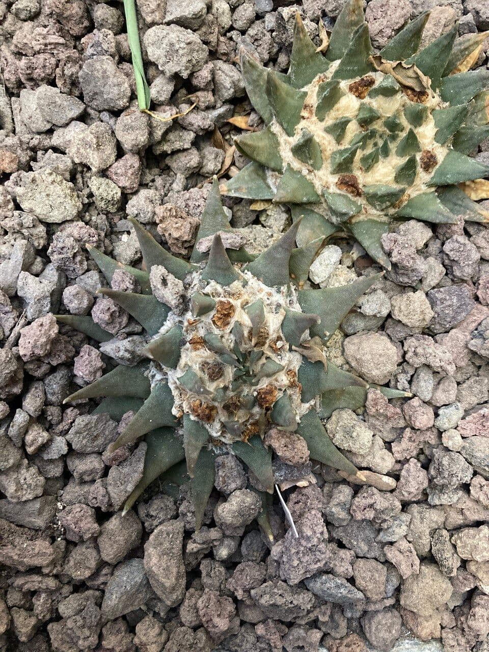 Ariocarpus retusus 6