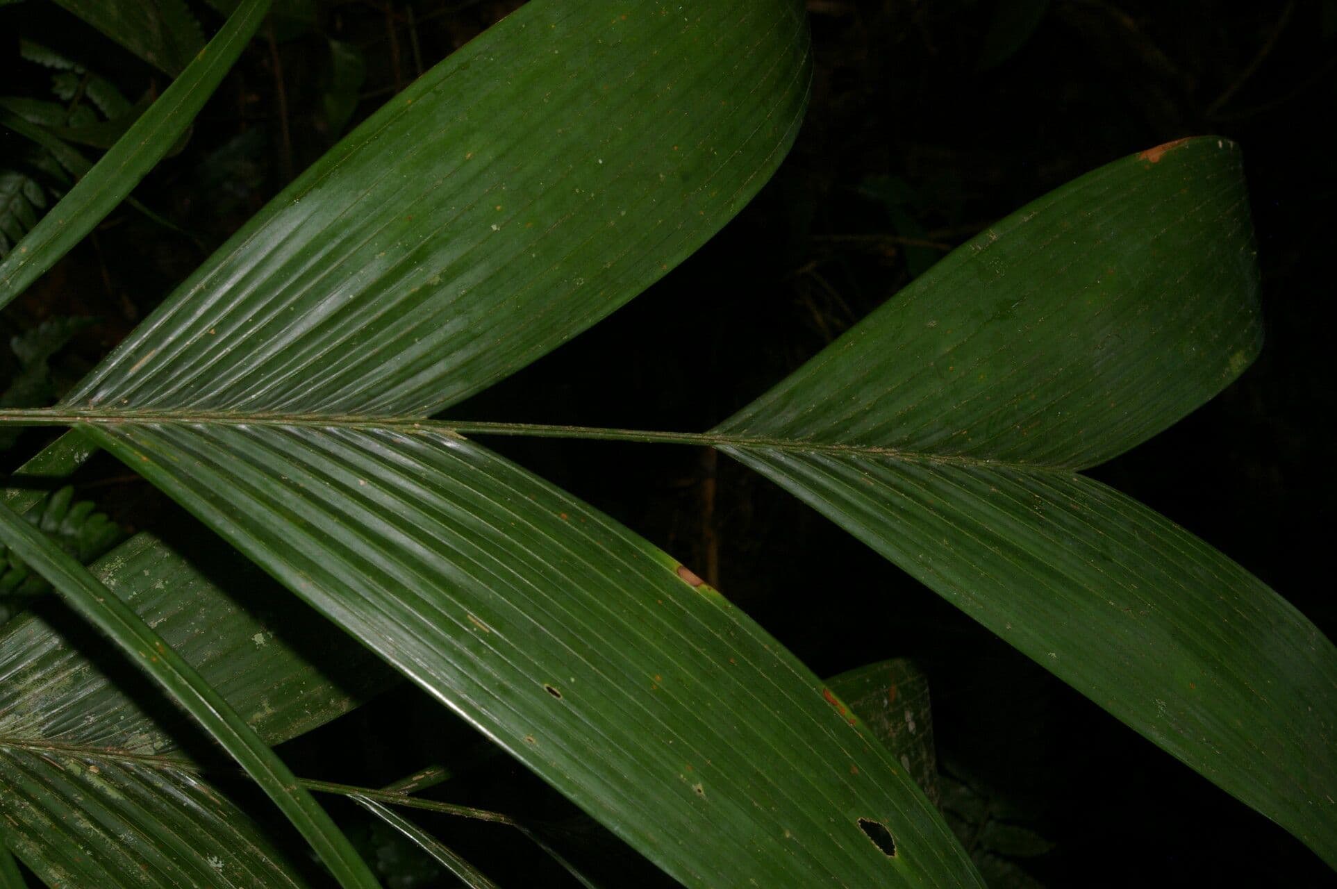 Ubim-Palme 3