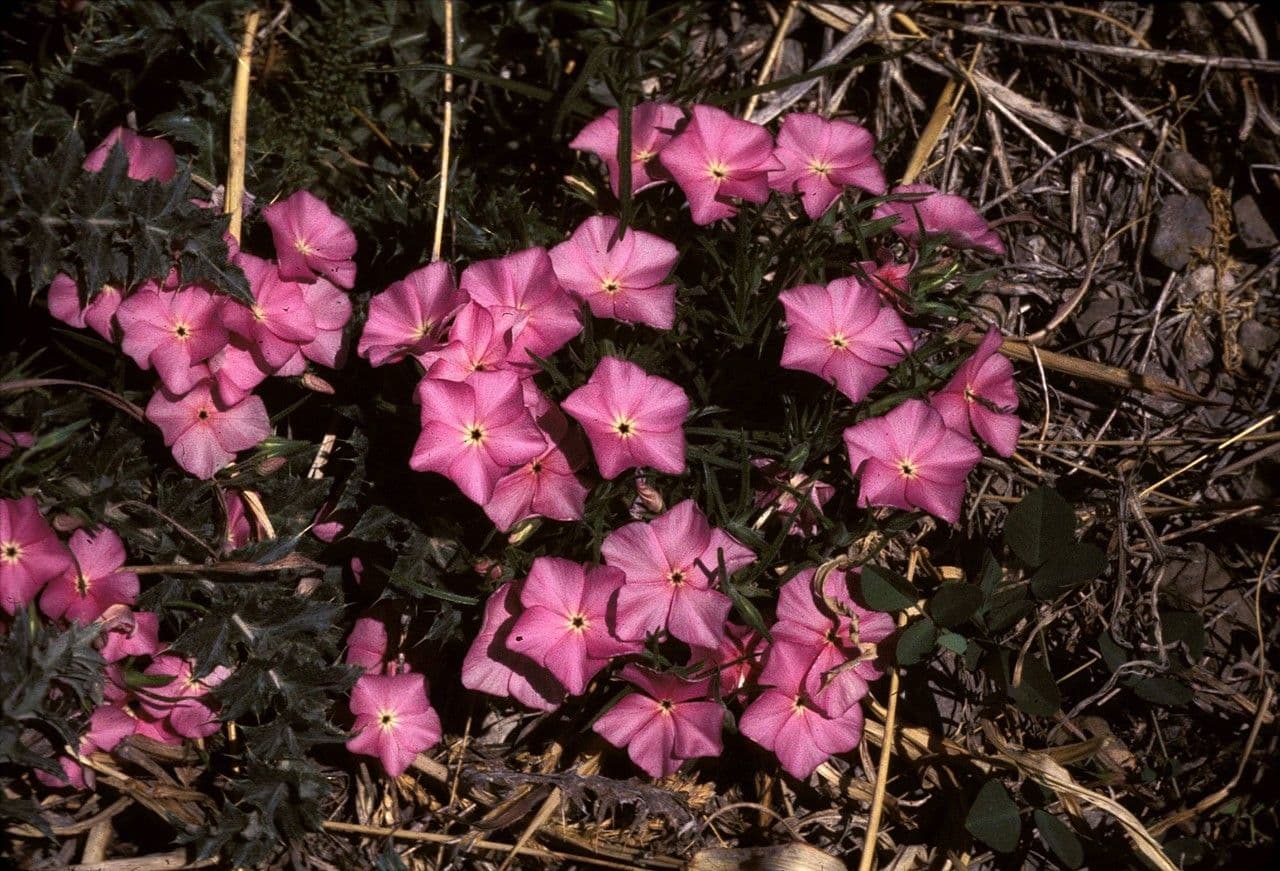 Flogosis 8