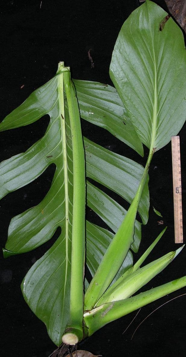 Monstera 7