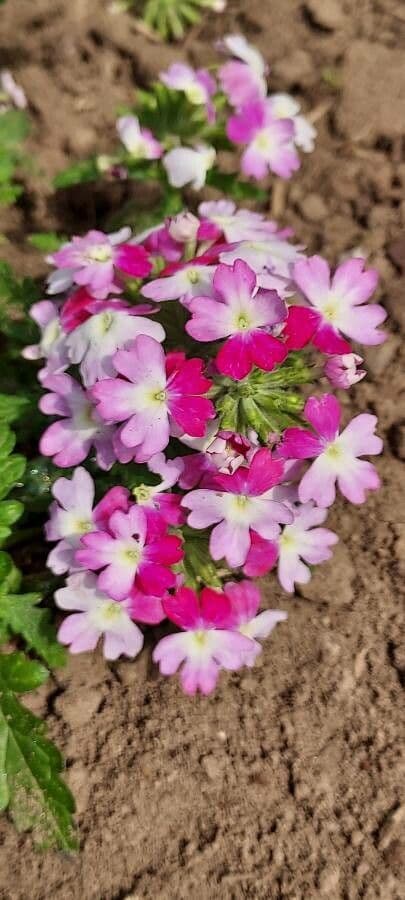 Verbena ibrida 4