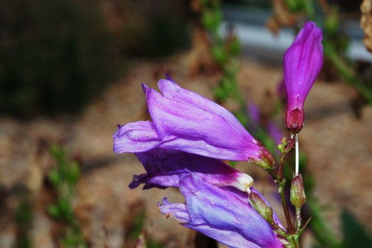 Penstemon 3