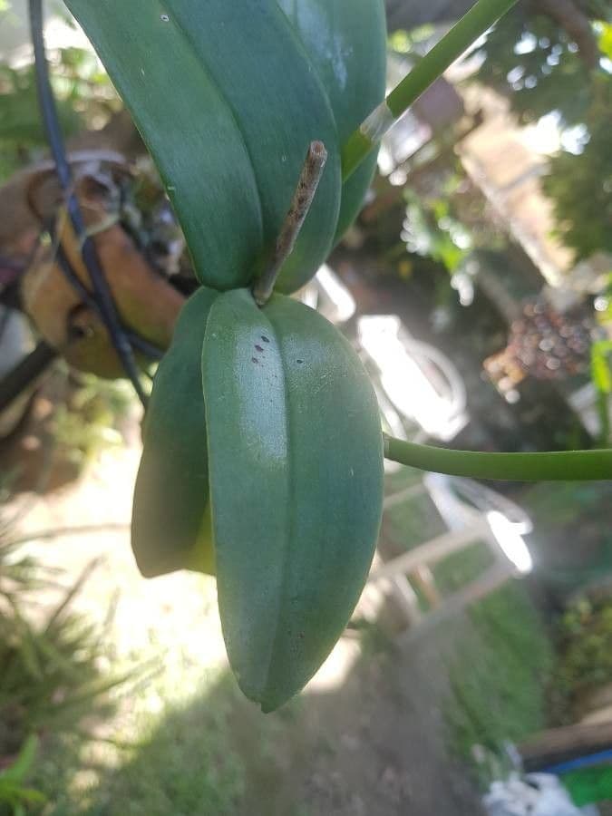 Dendrobium 14