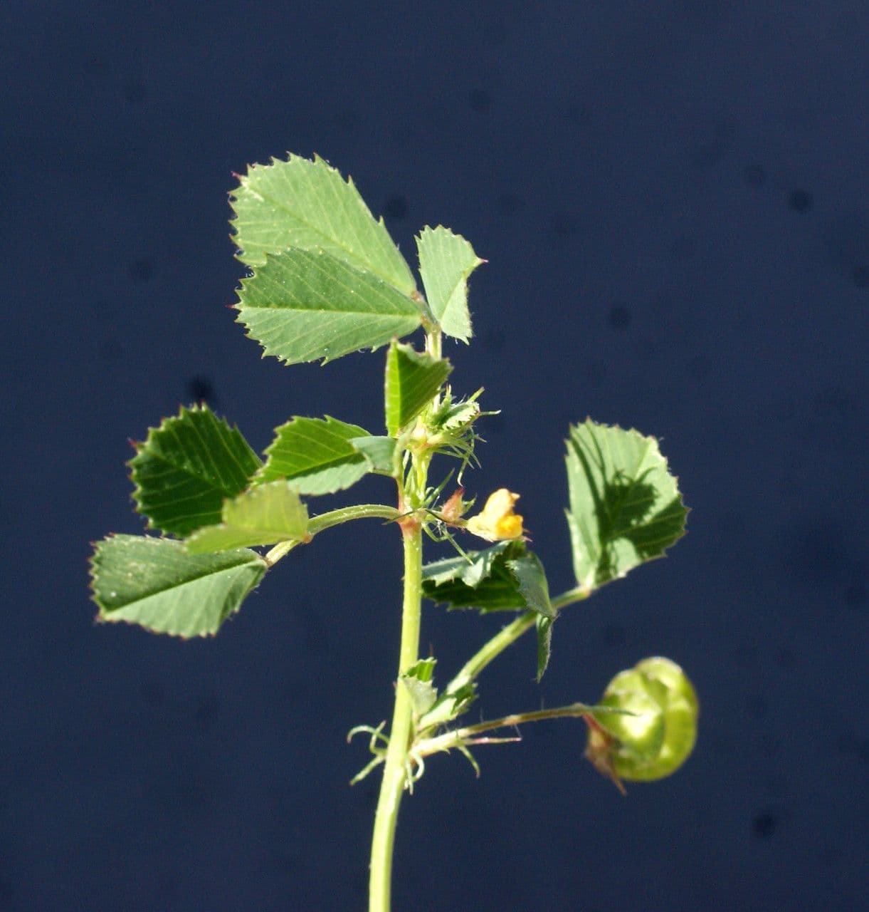 Erba medica orbicolare 14