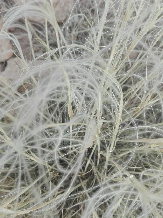 Stipa barbata 2