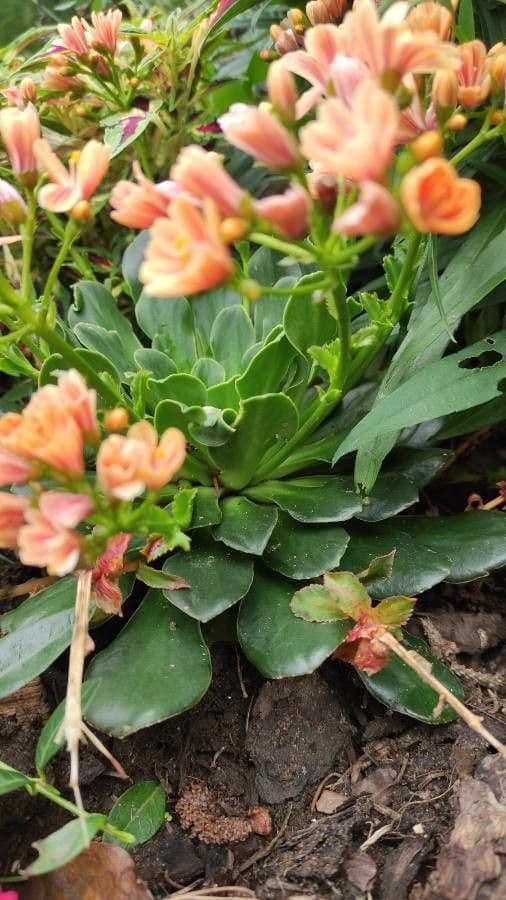 Lewisia cotyledon 11