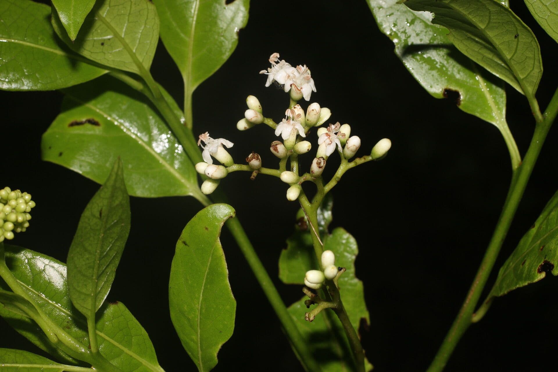 Cordia 2