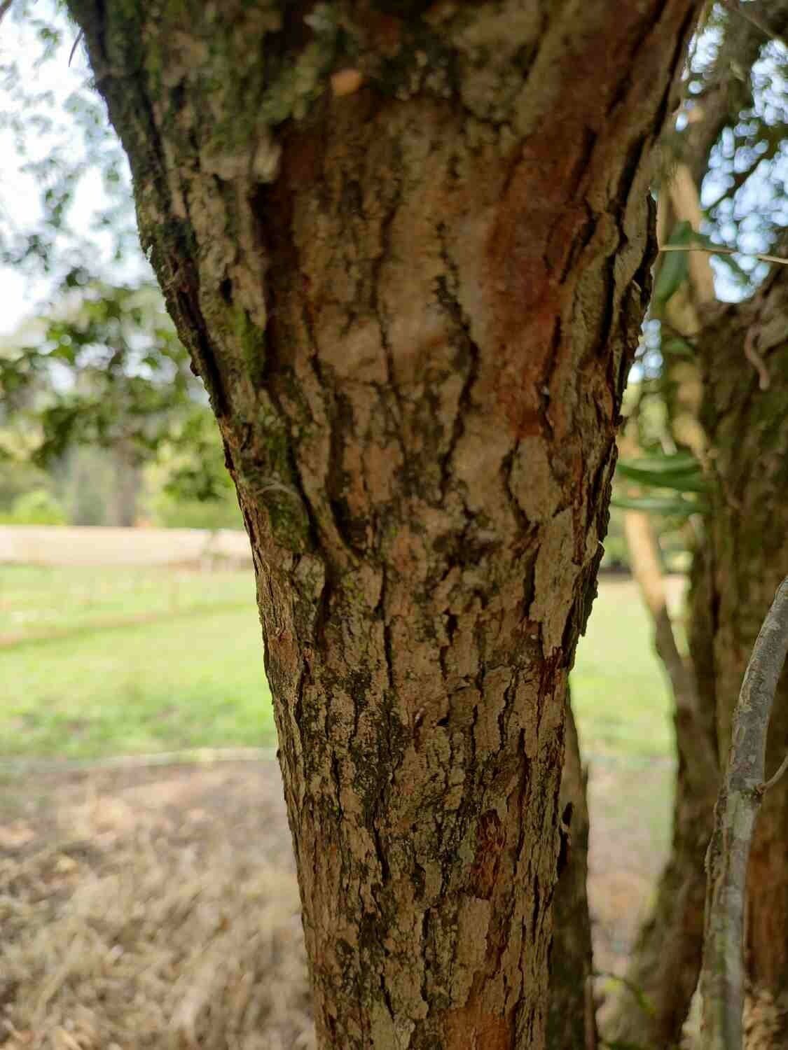 Eugenia 21