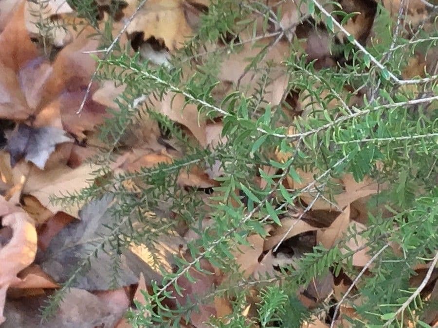 Melaleuca ericifolia 13