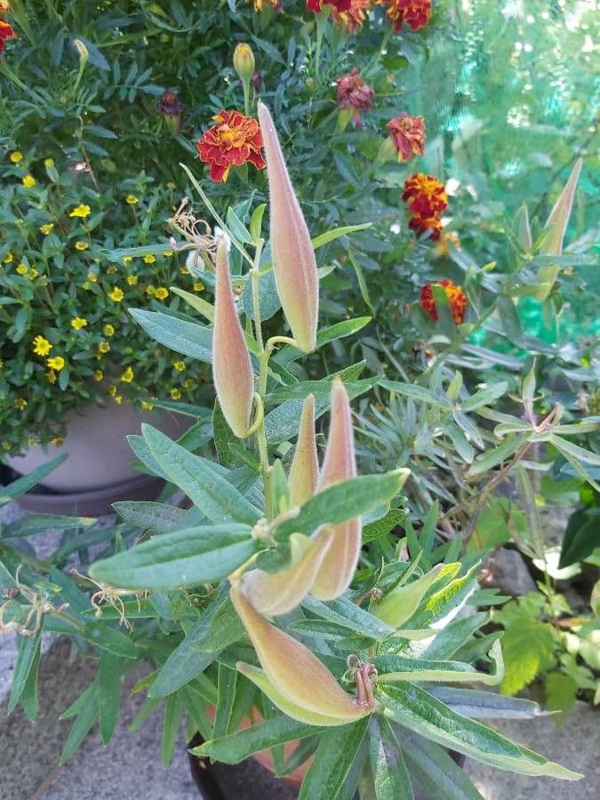 Asclepiade tuberosa 3