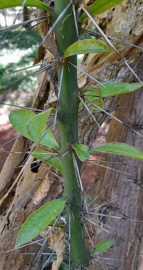 Pereskia 8