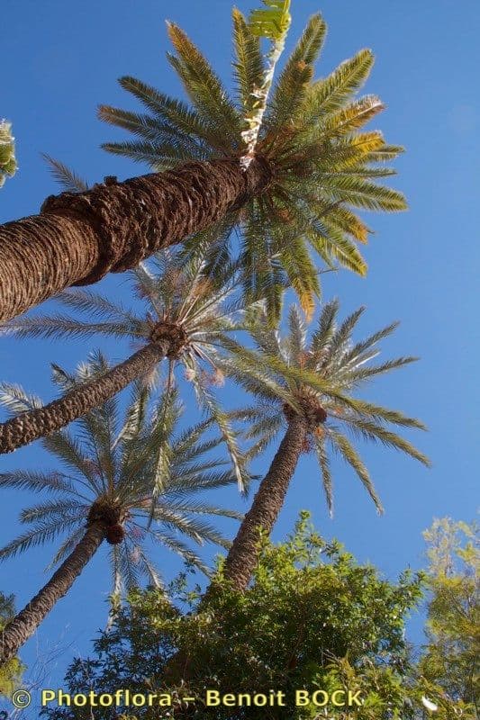 Palma da datteri 26