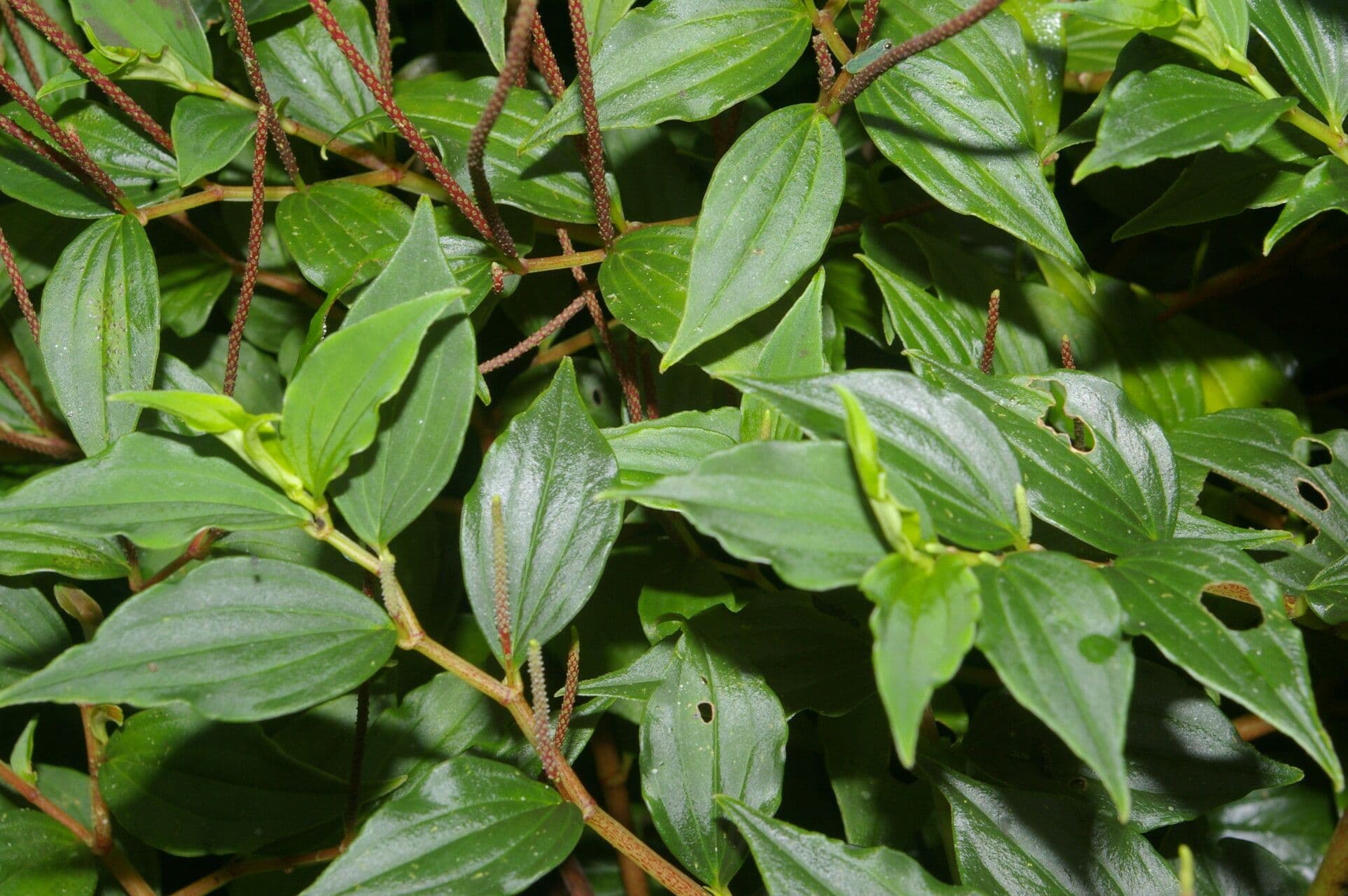 Peperomia 5
